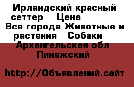 Ирландский красный сеттер. › Цена ­ 30 000 - Все города Животные и растения » Собаки   . Архангельская обл.,Пинежский 